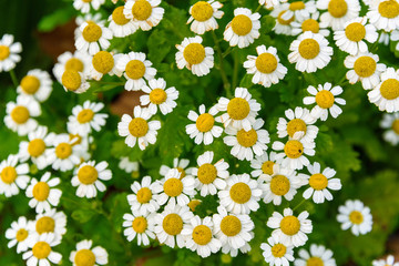 A flower bed with daisies. Background of white flowers close-up.
