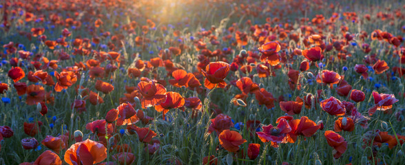 red wild poppies in the light of the rising sun