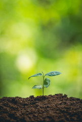 Young plant tree in nature
