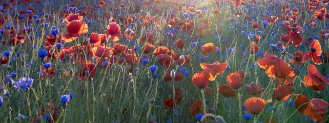red wild poppies in the light of the rising sun