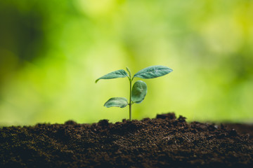 Young plant tree in nature
