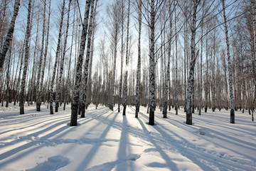 a beam of sunset in a birch forest in winter