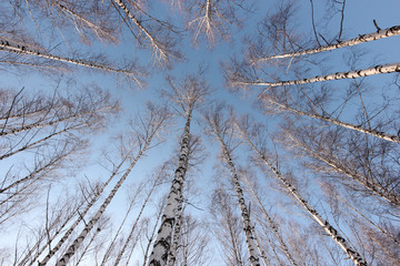 crown birch trees on a clear winter day in the woods