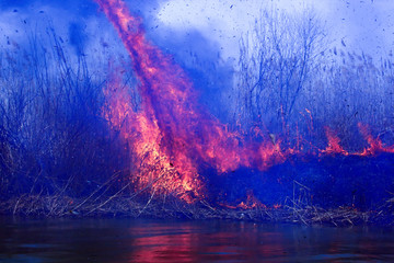 Disaster. Burning reeds in the spring in the delta of the Volga in the Astrakhan region.Smoke from reeds. Russia.