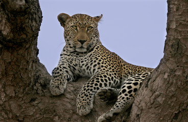 Fototapeta na wymiar Leopard stare