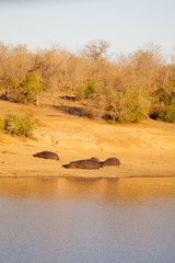  in south africa     wildlife       hippopotamus