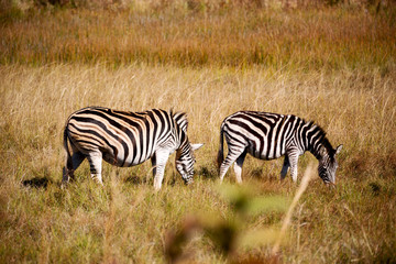 Naklejka na ściany i meble in south africa wildlife nature reserve and zebra