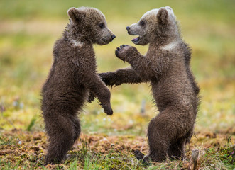 Obraz premium Two cubs play with each other. Summer. Finland. 