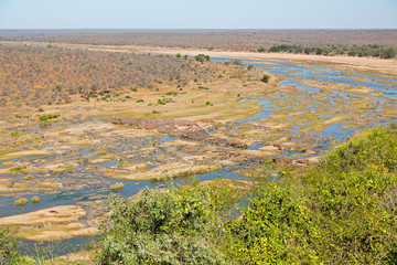   in south africa  wildlife  water   plant and tree