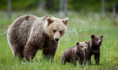 Obraz na płótnie Canvas She-bear with cubs against the background of the forest. Summer. Finland. 
