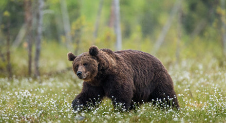 Plakat One bear in the background of a beautiful forest. Summer. Finland. 