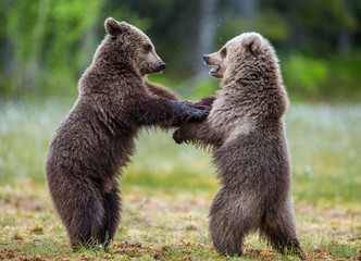 Obraz premium Two cubs play with each other. Summer. Finland. 