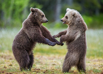 Two cubs play with each other. Summer. Finland. 