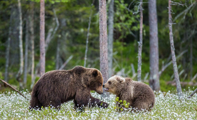 She-bear with cub against the background of the forest. Summer. Finland. 