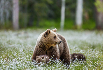 She-bear with cubs against the background of the forest. Summer. Finland. © gudkovandrey