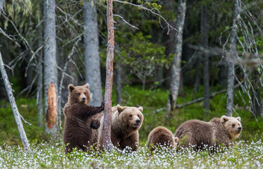 She-bear with cubs against the background of the forest. Summer. Finland.