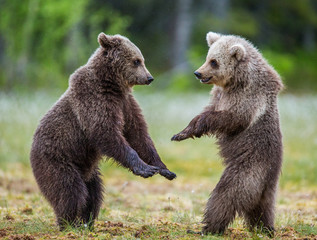 Obraz premium Two cubs play with each other. Summer. Finland. 