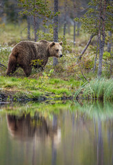 Bear near a forest lake with reflection on a beautiful forest background. Summer. Finland. 