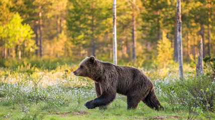 Young Bears in a clearing among the white flowers on a background of a beautiful forest. Summer. Finland. © gudkovandrey
