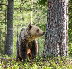 Fototapeta na wymiar Big bear among the trees at the edge of the forest. Summer. Finland.