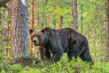 Big bear among the trees at the edge of the forest. Summer. Finland. © gudkovandrey