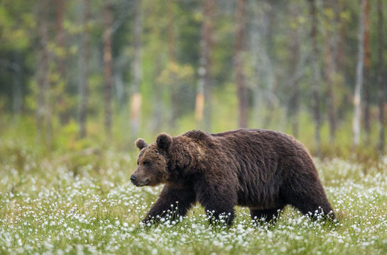One bear in the background of a beautiful forest. Summer. Finland. 