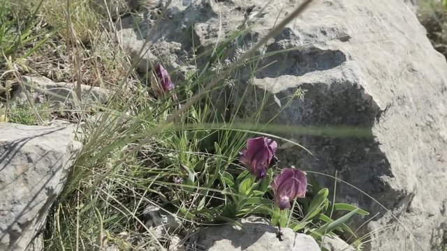 wild iris flower on mountain