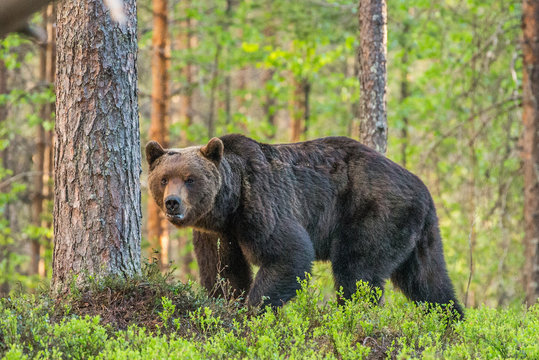 Big bear among the trees at the edge of the forest. Summer. Finland.