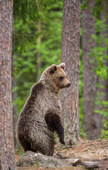 Bear stands on its hind legs and looks out into the distance in the middle of the forest. Summer. Finland.
