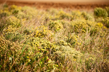 in south africa close up of the colza       field