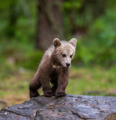 Fototapeta premium Young bear stands on a big stone. Summer. Finland.