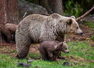 Naklejka premium She-bear with cub in the forest. Summer. Finland.