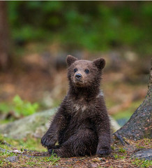 Funny bear cub sits on the ground in the forest. Summer. Finland.