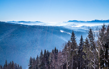 Morning fog. Winter snowy landscape in the Carpathian Mountains. The wild nature of Eastern Europe