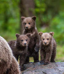 Obraz premium Three cubs in the forest. Summer. Finland.