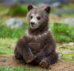Fototapeta premium Funny bear cub sits on the ground in the forest. Summer. Finland.