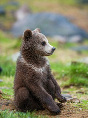 Fototapeta premium Funny bear cub sits on the ground in the forest. Summer. Finland.