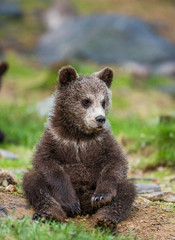 Naklejka na ściany i meble Funny bear cub sits on the ground in the forest. Summer. Finland.