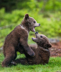 Fototapeta premium Two cubs play with each other. Summer. Finland. 