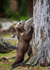 Obraz premium Bear cub is standing near the tree on its hind legs. Summer. Finland.