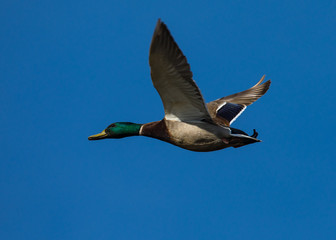 wild duck flying in the wild