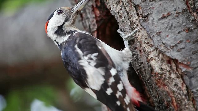 Great spotted woodpecker at nest