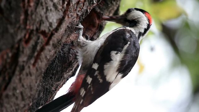 Great spotted woodpecker at nest