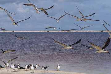 flock of black skimmers  enjoy a sunny morning in Mexico