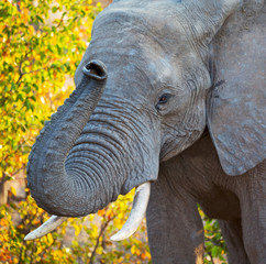  in south africa     wildlife  nature  reserve and   elephant