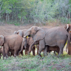  in south africa     wildlife  nature  reserve and   elephant