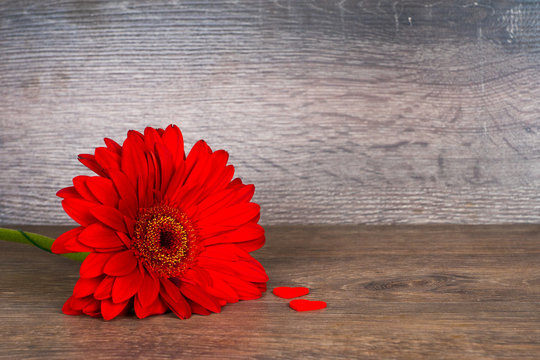 red gerbera flower with two red hearts on wooden table