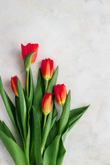 Red-yellow tulips on a light background. Spring - poster with free text space