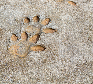     in south africa  dirty footprint of wild animal