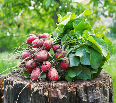 Fresh radishes two with tops on a wooden stump sunny day